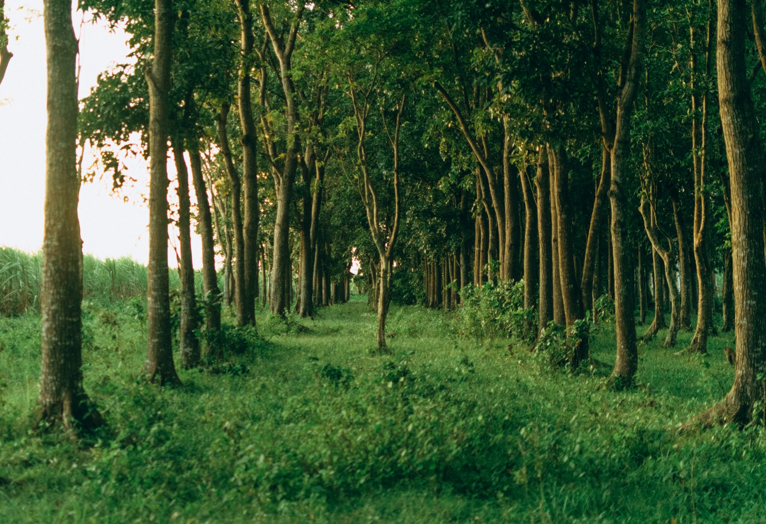 stephen-bellocillo-5MM6VdWFZfI-unsplash
